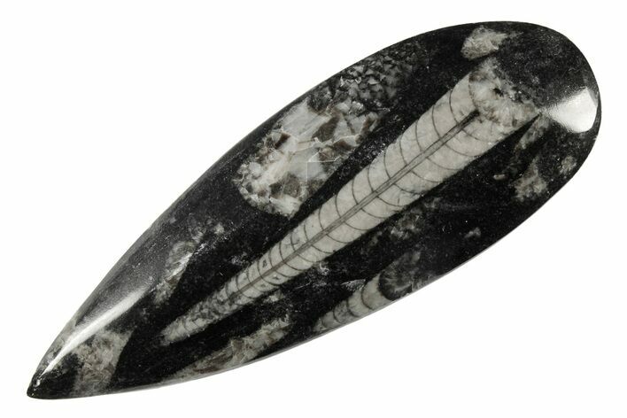Polished Fossil Orthoceras (Cephalopod) - Morocco #182095